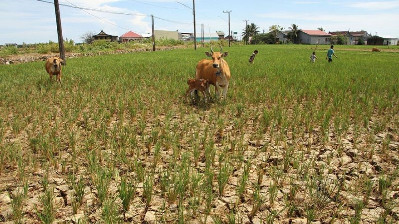 Arsip Foto - Area persawahan yang mengering di Desa Pajukukang, Kabupaten Maros, Provinsi Sulawesi Selatan, Minggu (25/6/2023). El Nino dapat mengurangi curah hujan dan menimbulkan kekeringan di wilayah Indonesia. (ANTARA FOTO/Arnas Padda/nym)