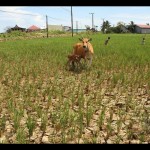 Presiden minta kementerian dan lembaga antisipasi dampak El Nino-1688371442