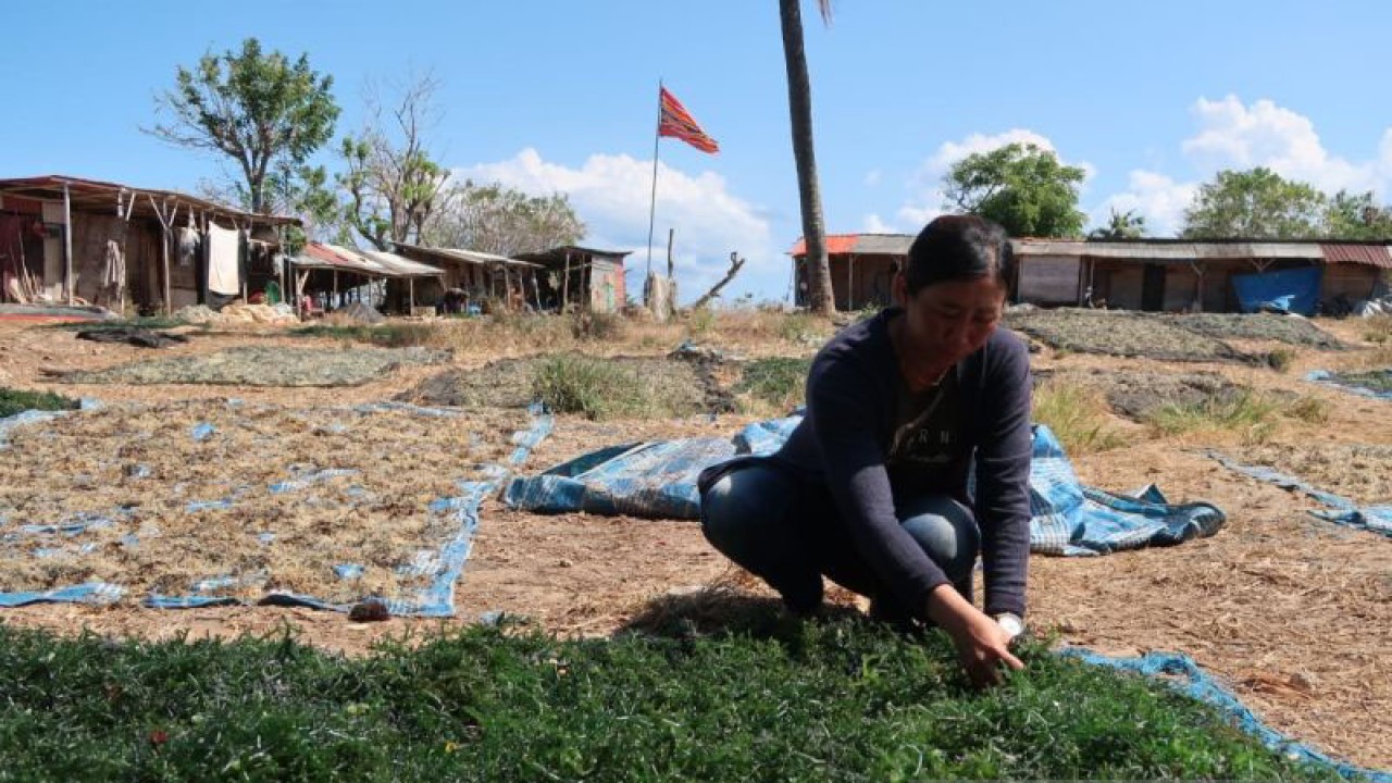 Petani menjemur rumput laut sebelum diolah menjadi bahan baku kosmetik di Pulau Lembongan, Kabupaten Klungkung, Provinsi Bali, Selasa (27/6/2023). (ANTARA/Sugiharto Purnama)