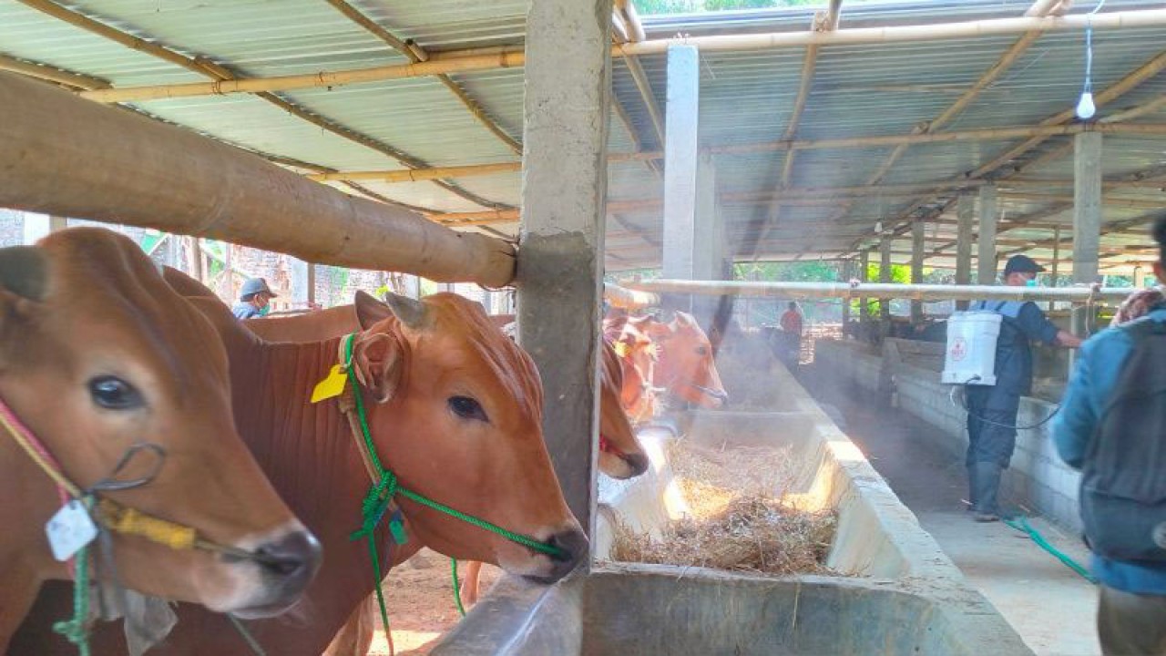 Ilustrasi - Sapi di daerah Mojosongo, Kecamatan Jebres, Solo, Kamis (6/7/2023). ANTARA/Aris Wasita