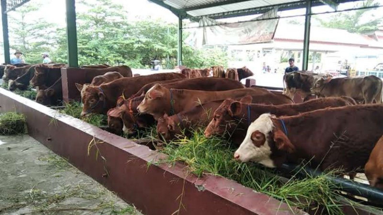 Sapi yang dijual di pasar hewan. (ANTARA/Akhmad Nazaruddin Lathif)