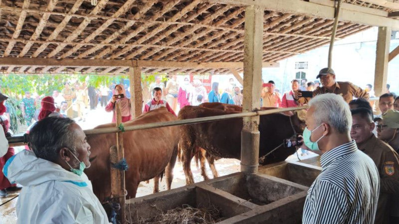 Gubernur Jawa Tengah (Jateng) Ganjar Pranowo meninjau vaksinasi antraks pada hewan ternak di Desa Karanganyar, Kecamatan Weru, Kabupaten Sukoharjo, Selasa (11/7/2023). ANTARA/Aris Wasita