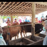 Sapi-1689078676