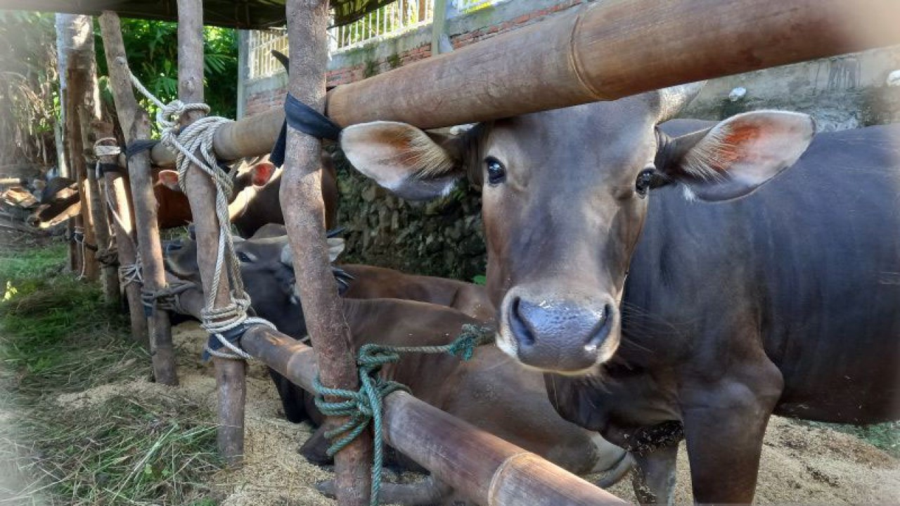 Hewan ternak di Kota Bengkulu. ANTARA/Anggi Mayasari