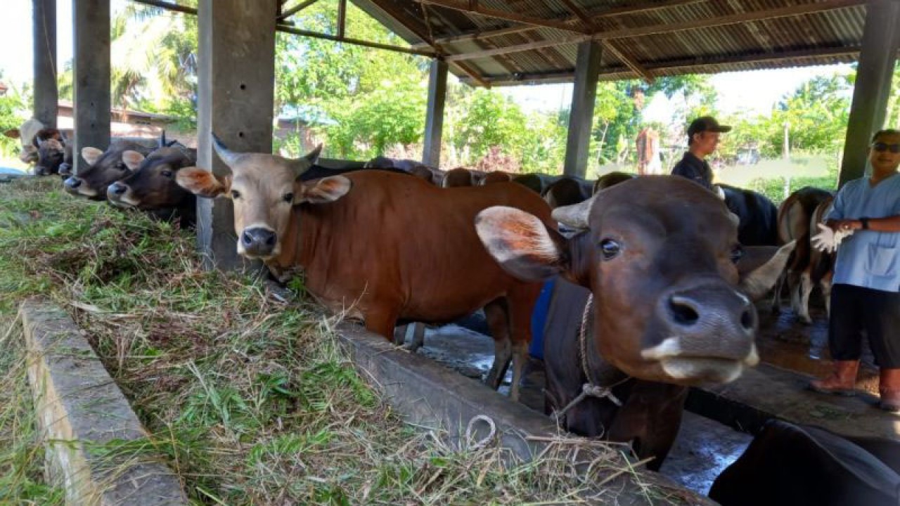 Hewan ternak di Kota Bengkulu saat menjalani pemeriksaan kesehatan. ANTARA/Anggi Mayasari