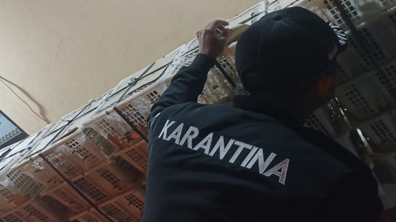 Satwa burung yang ditahan oleh Balai Karantina Pertanian Lampung karena tak memiliki dokumen kesehatan di Pelabuhan Bakauheni, Lampung Selatan, Lampung. Senin, (24/7/2023). (ANTARA/HO-Humas Karantina Pertanian), 🪀