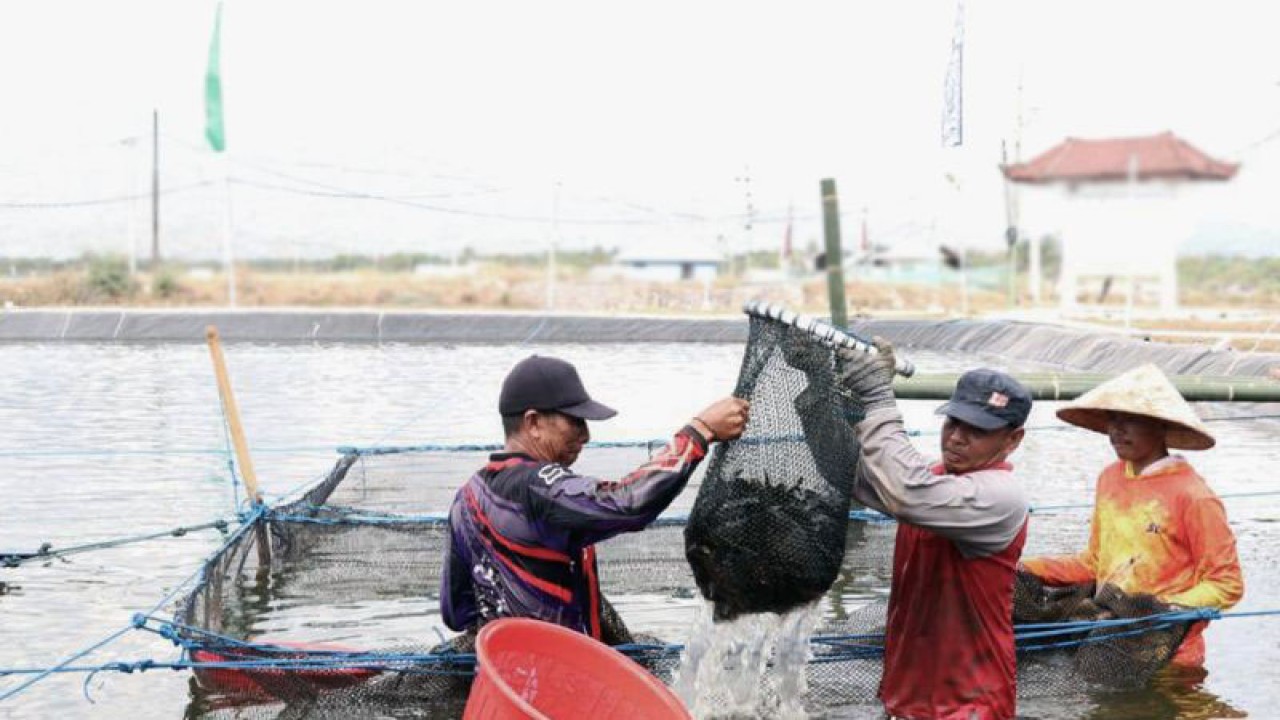 Program Smart Fisheris Village (SFV) Kementerian Kelautan dan Perikanan di Gondol, Bali. ANTARA/HO-KKP