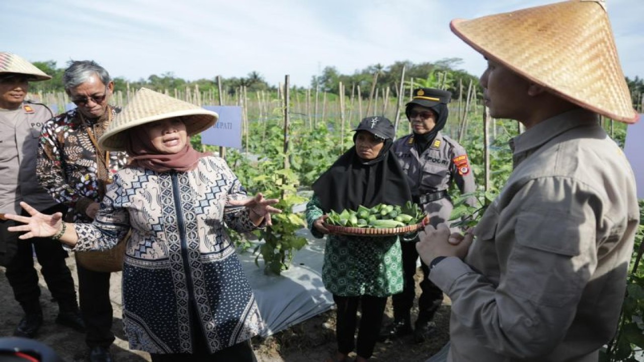 Bupati Sleman Kustini Sri Purnomo bersama Kasubbid Urusan Pertanahan Paniradya Kaistimewaan DIY Pangky Arbindarta melakukan panen perdana mentimun di lahan tanah kas desa Bulak Dukuh, Kalurahan Pondokrejo, Tempel, Kamis (27/7/2023). ANTARA/HO-Bagian Prokopim Setda Sleman