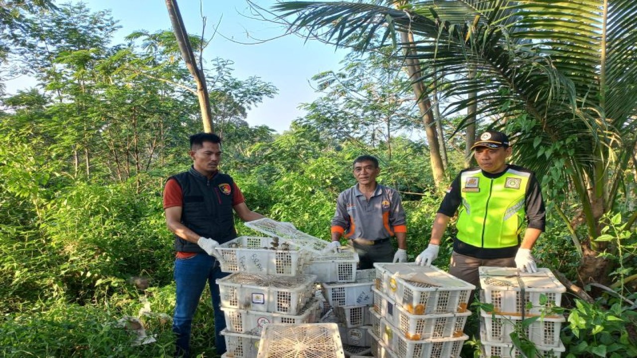 Suasana saat pelepasliaran burung hasil sitaan di hutan kawasan gunung Rajabasa (ANTARA/HO/humas Polres Lamsel)