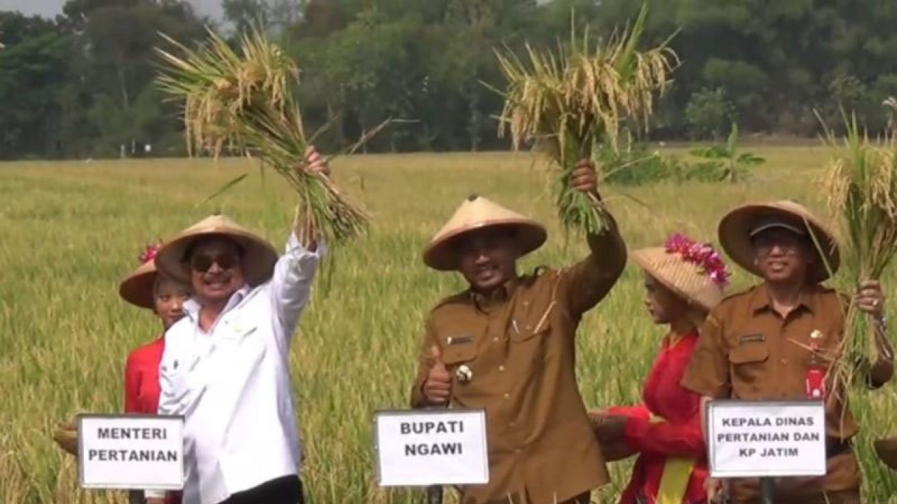 Menteri Pertanian (Mentan) Syahrul Yasin Limpo bersama Bupati Ngawi Ony Anwar Harsono dan pejabat lainnya melakukan panen padi, di Desa Kresikan, Kecamatan Geneng, Ngawi, Jawa Timur, Senin (24/7/2023). ANTARA/Louis Rika