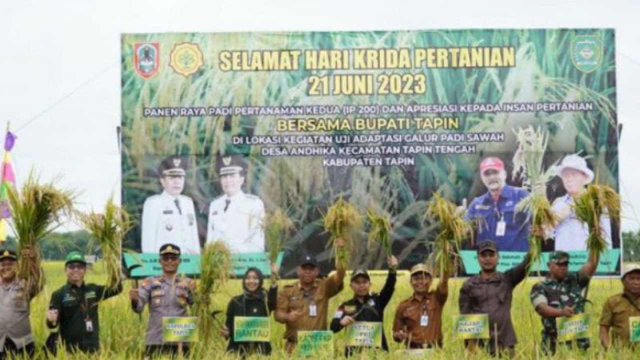 Panen raya padi IP 200 di Desa Andhika Kecamatan Tapin Tengah, Kabupaten Tapin. (ANTARA/HO-MC Kalsel)
