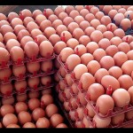 Telor-1689838868
