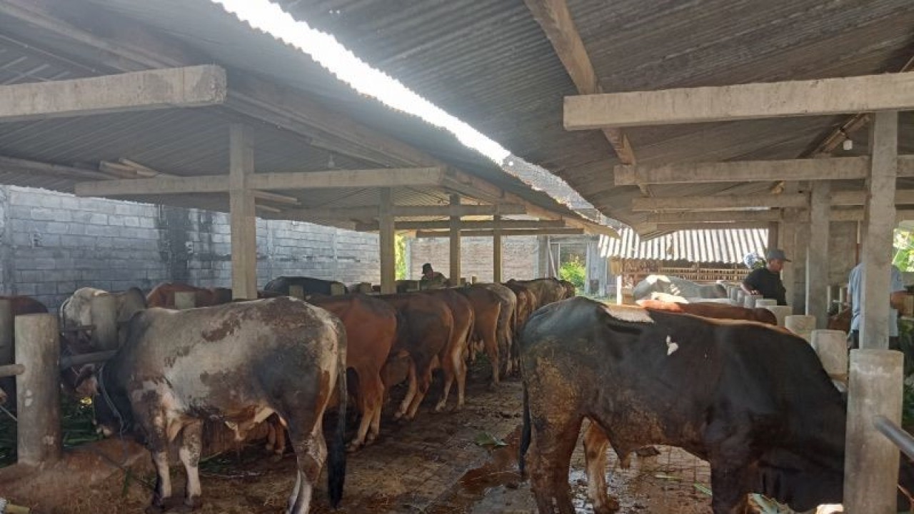 Ternak sapi di Kabupaten Bantul, Daerah Istimewa Yogyakarta. ANTARA/Hery Sidik