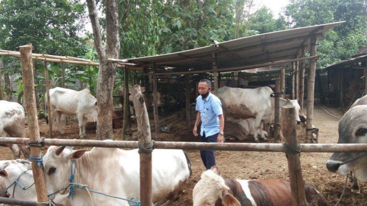 Ternak sapi di Kabupaten Bantul, Daerah Istimewa Yogyakarta (ANTARA/Hery Sidik)