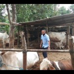 Ternak sapi di Kabupaten Bantul, Daerah Istimewa Yogyakarta (ANTARA/Hery Sidik)-1689320545