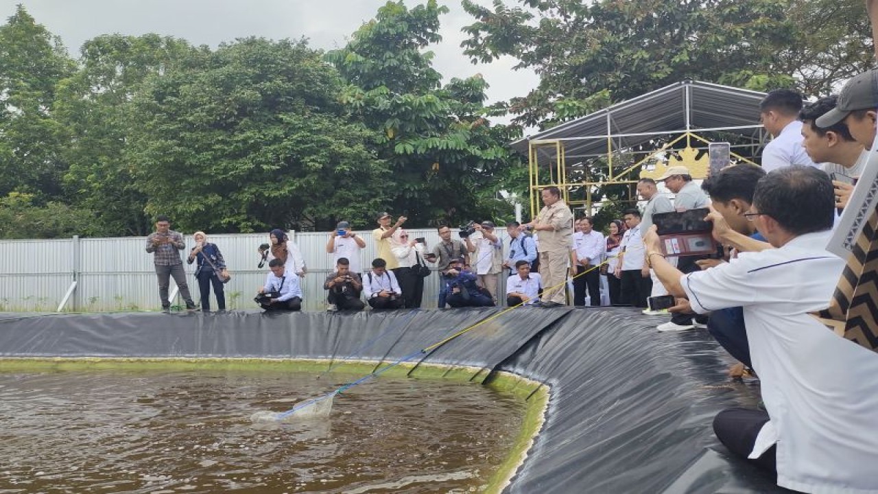 Gubernur Lampung Arinal Djunaidi saat melakukan panen udang vaname air tawar hasil uji coba budidaya. Lampung Selatan, Rabu (5/7/2023). ANTARA/Ruth Intan Sozometa Kanafi.