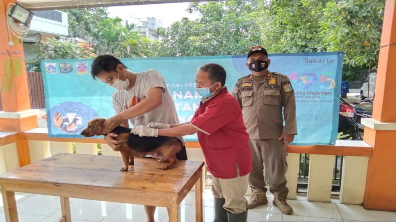 Vaksinasi rabies oleh Suku Dinas Ketahanan Pangan, Kelautan, dan Pertanian (Sudin KPKP) Jakarta Barat di Kecamatan Kalideres, Jakarta Barat, Sabtu (6/5/2023).  ANTARA/Risky Syukur