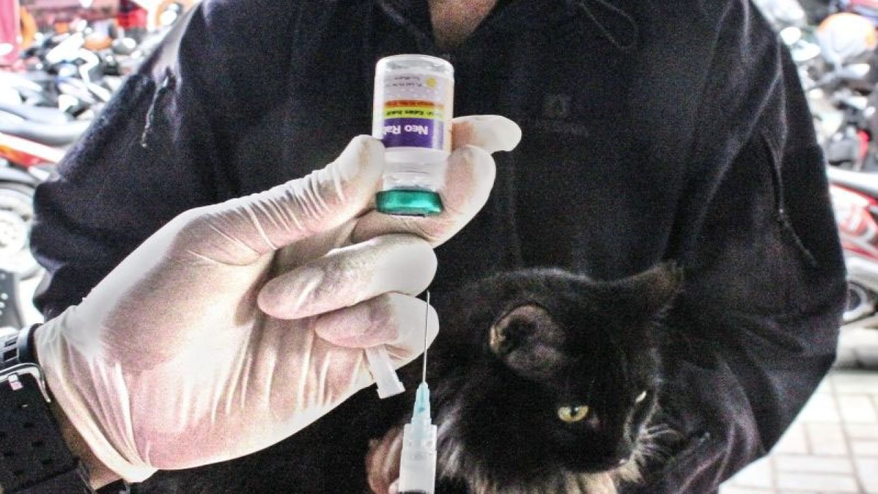 Arsip Foto - Vaksinator menyiapkan vaksin rabies untuk disuntikan ke seekor kucing peliharaan di Kantor Kelurahan Tebet Barat, Jakarta, Kamis (24/11/2022) ANTARA FOTO/Darryl Ramadhan/hp.