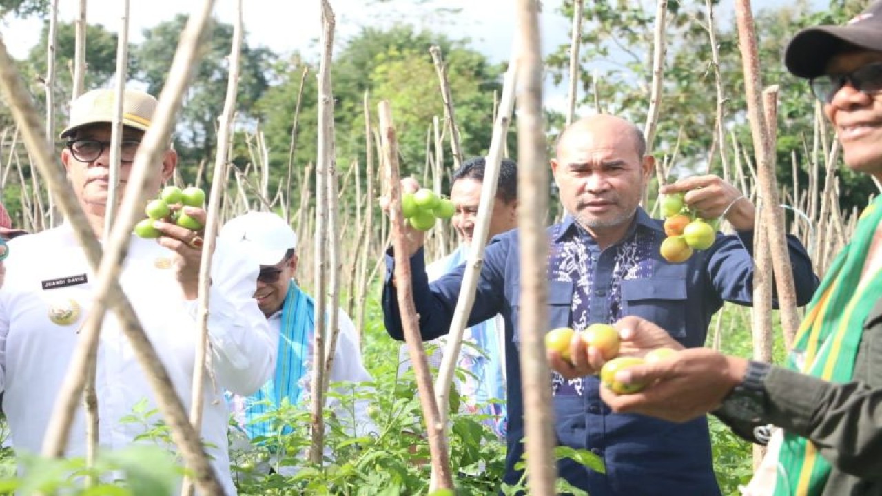 Gubernur Provinsi Nusa Tenggara Timur Viktor Bungtili Laiskodat (kedua dari kiri) saat melakukan panen perdana hasil usaha petani milenial di Kabupaten Timor Tengah Utara. (ANTARA/HO-Biro Administrasi Pimpinan Setda Provinsi NTT)