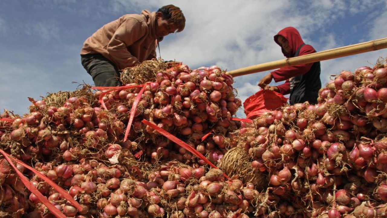 Petani memasukkan hasil panen bawang merah ke dalam karung di Kecamatan Malua, Kabupaten Enrekang, Sulawesi Selatan, Kamis (16/2/2023). ANTARA FOTO/Arnas Padda/nym. (ANTARA/ARNAS PADDA)