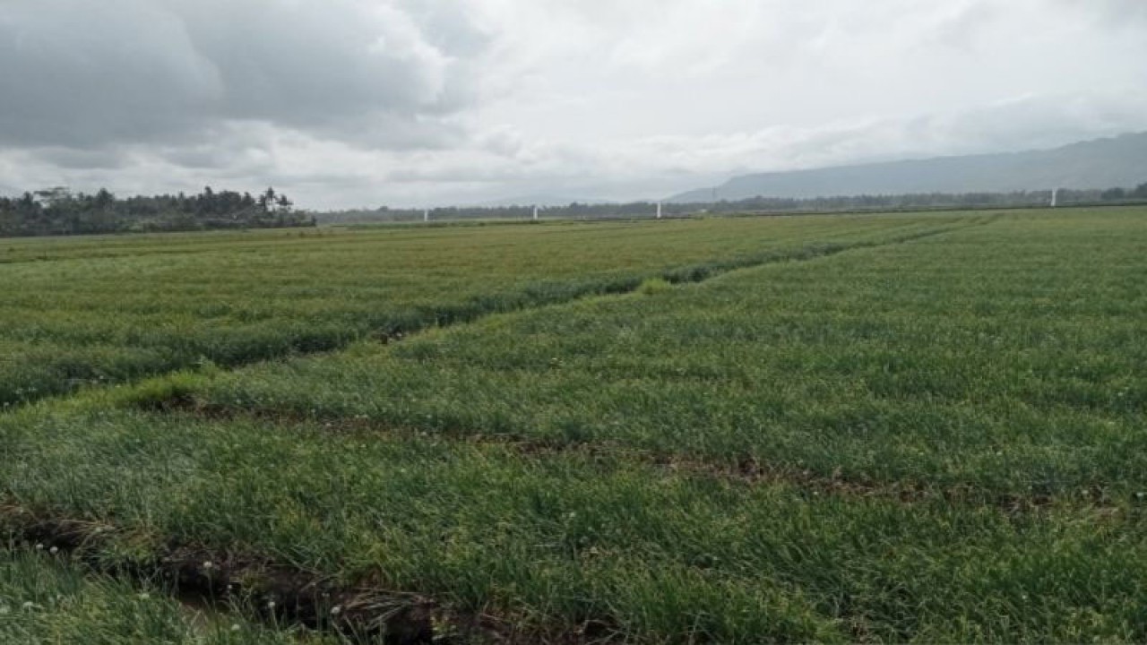 Tanaman bawang merah di wilayah selatan Kabupaten Bantul, Daerah Istimewa Yogyakarta (ANTARA/Hery Sidik)