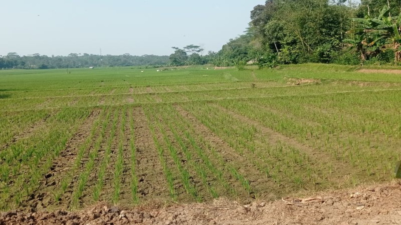 Penurunan pasokan air selama musim kemarau menyebabkan sawah mengering di Kecamatan Warunggunung, Kabupaten Lebak, Provinsi Banten. (ANTARA/Mansur)