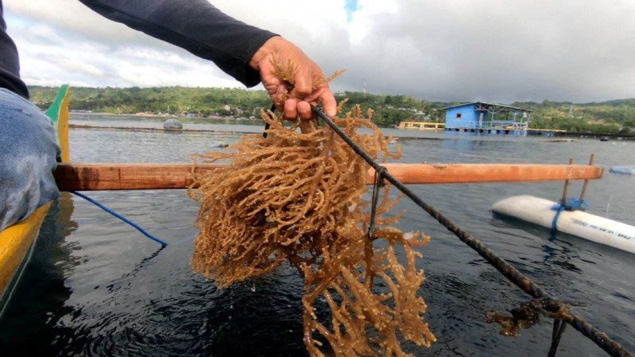 Dokumentasi - Budi daya rumput laut. ANTARA/HO/KKP
