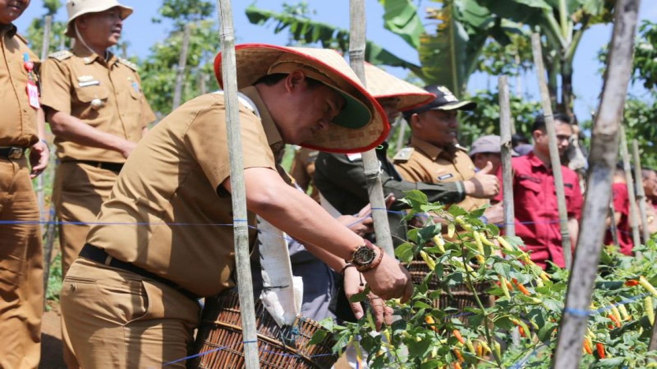 Suasanan saat PJ bupati Lampung Barat, sedang melakukan pemetikan cabai di ladang petani (ANTARA/HO-Kominfo Lampung Barat)