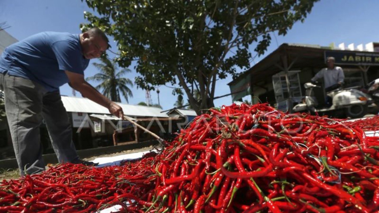 Pekerja menjemur cabai untuk diolah menjadi cabai merah kering di Lambaro, Aceh Besar, Aceh, Kamis (28/05/2020). (ANTARA FOTO/Irwansyah Putra)
