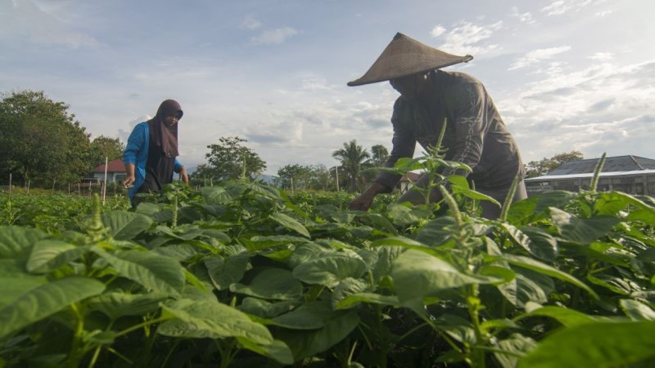 Ilustrasi: Petani memanen sayur bayam di kawasan transmigrasi Desa Bulu Pontu Jaya, Sigi, Sulawesi Tengah, Rabu (11/1/2023). . ANTARA FOTO/Basri Marzuki/rwa. (ANTARA FOTO/BASRI MARZUKI)