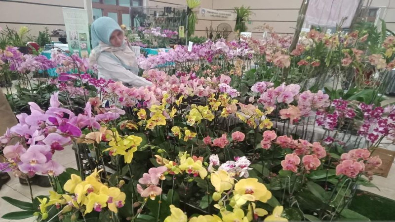 Seorang pengunjung melihat tanaman anggrek di Festival Anggrek 2023 yang digelar di Gedung Serbaguna Jember, Senin (7/8/2023). (ANTARA/Zumrotun Solichah)
