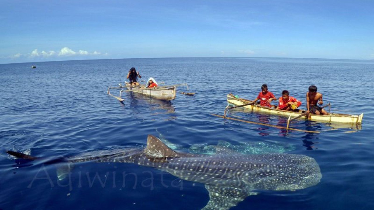 Sejumlah warga melihat hiu paus di desa wisata Botubarani, Kabupaten Bone Bolango, Gorontalo. ANTARA/Adiwinata Solihin