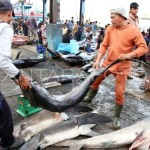 Ilustrasi - Nelayan sedang mengangkat ikan hasil tangkapan di PPS Lampulo Banda Aceh (ANTARA FOTO/Irwansyah Putra)-1693209932