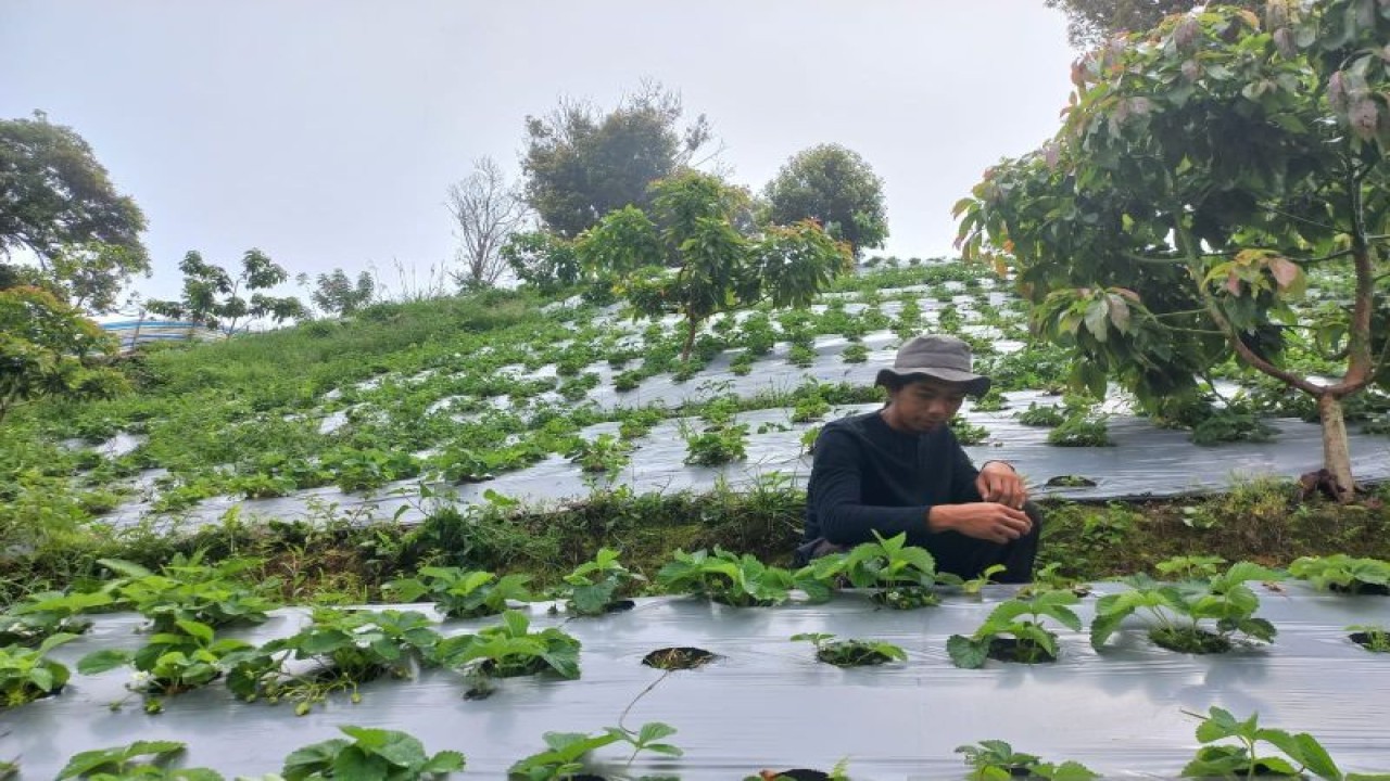 Pengembangan kebun stroberi di wilayah jalur Trans Sulawesi kilometer 17, Desa Salubay, Kabupaten Donggala, Sulawesi Tengah sedang disipkan menjadi pariwisata berbasis agrowisata. (ANTARA/Kristina Natalia)