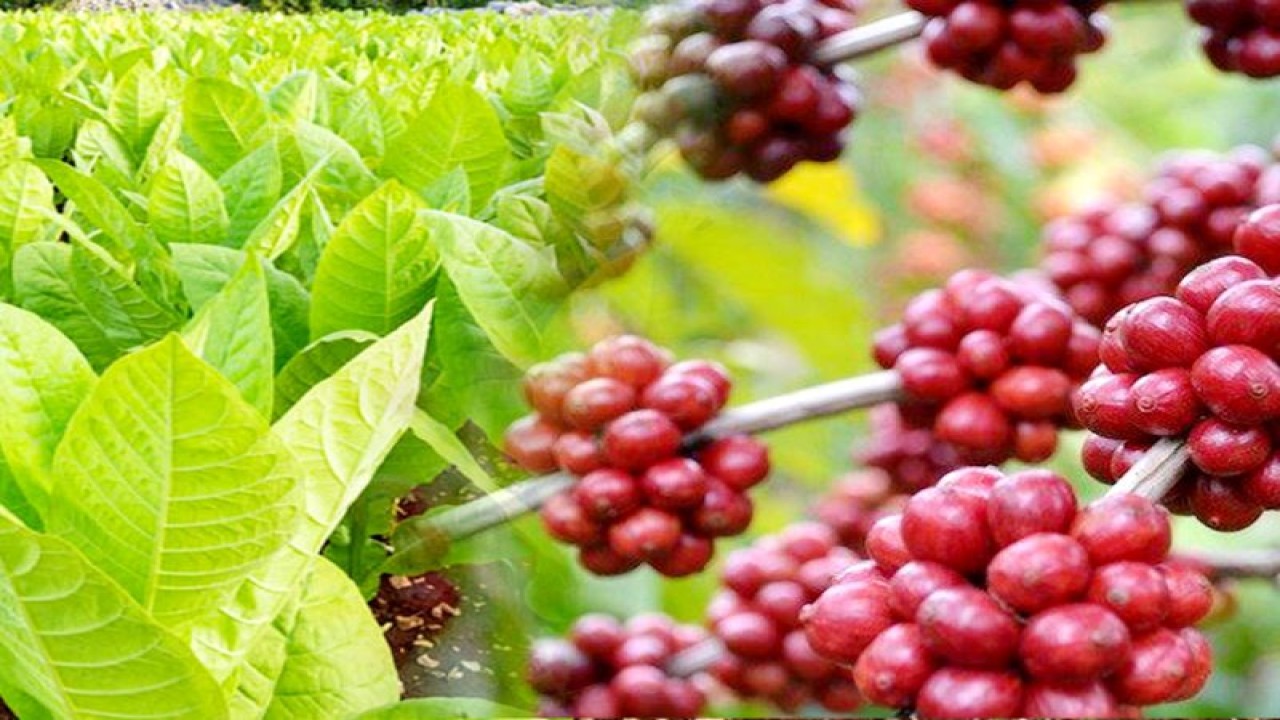 Foto dok. Tanaman kopi di Kabupaten Lumajang (ANTARA/HO-Diskominfo Lumajang)