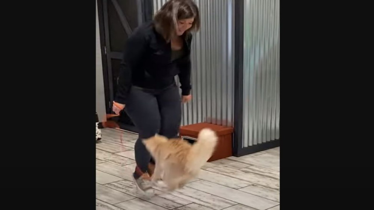 Seekor kucing berusia 13 tahun asal Missouri, Amerika Serikat (AS), memecahkan rekor dunia dengan melompat sebanyak sembilan kali dalam waktu 1 menit. (Foto: Tangkapan layar Youtube Guinness World Records)