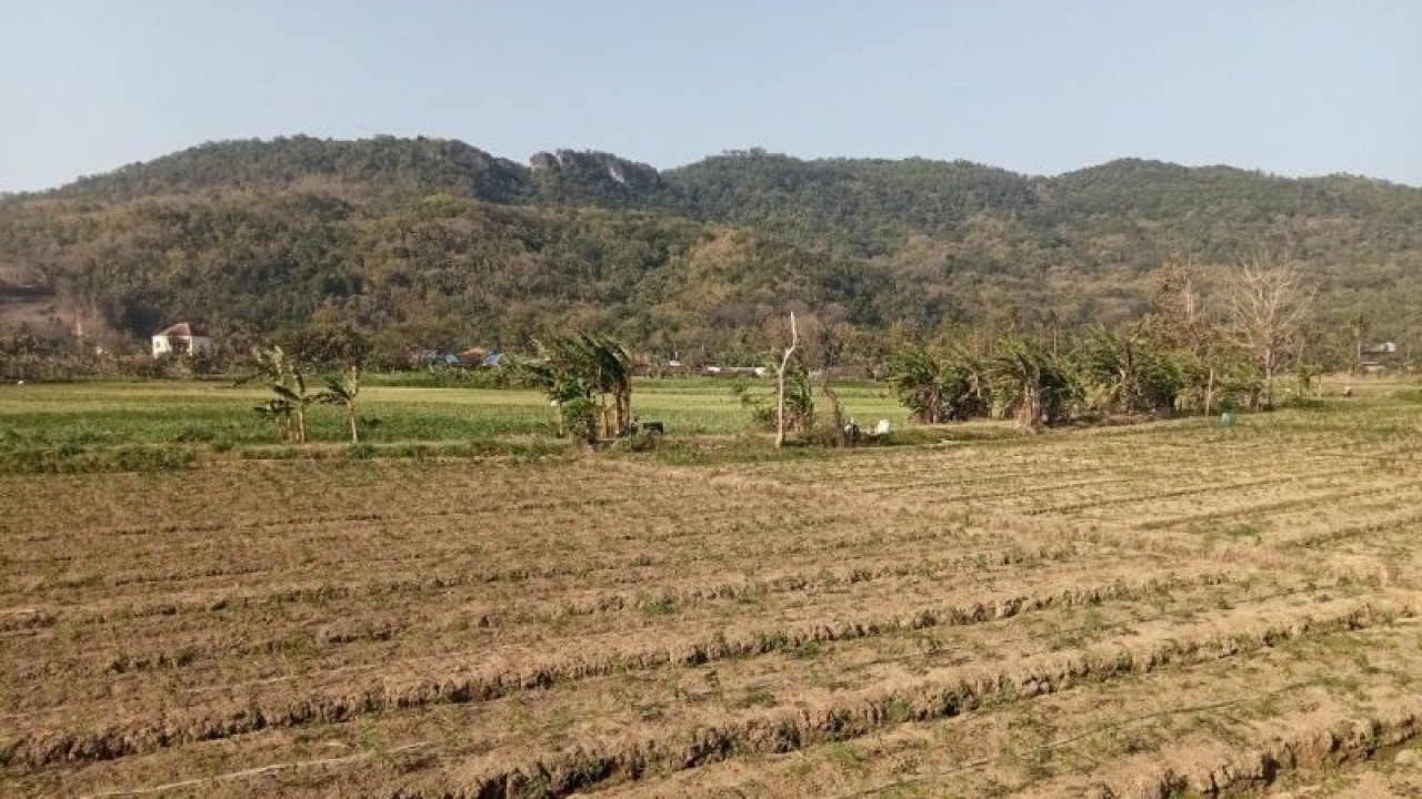 Lahan pertanian di wilayah selatan Kabupaten Bantul, Daerah Istimewa Yogyakarta. ANTARA/Hery Sidik