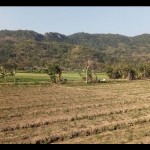 Lahan pertanian di wilayah selatan Kabupaten Bantul, Daerah Istimewa Yogyakarta. ANTARA/Hery Sidik-1692870697