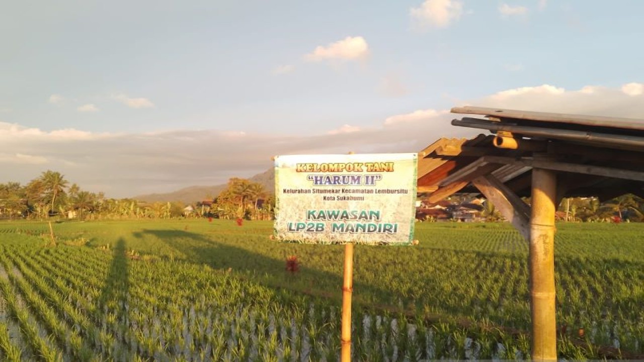 Kaawasan Lahan Pertanian Pangan Berkelanjutan (LP2B) Mandiri Poktan Harum II yang berada di Kelurahan Situmekar, Kecamatan Lembursitu, Kota Sukabumi, Jabar. Antara/Aditya Rohman