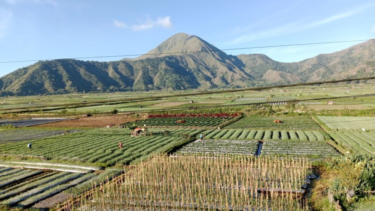 Pemandangan di wilayah Sembalun, Kabupaten Lombok Timur, Nusa Tenggara Barat (NTB), Rabu (9/8/2023). (FOTO ANTARA/Akhyar Rosidi)