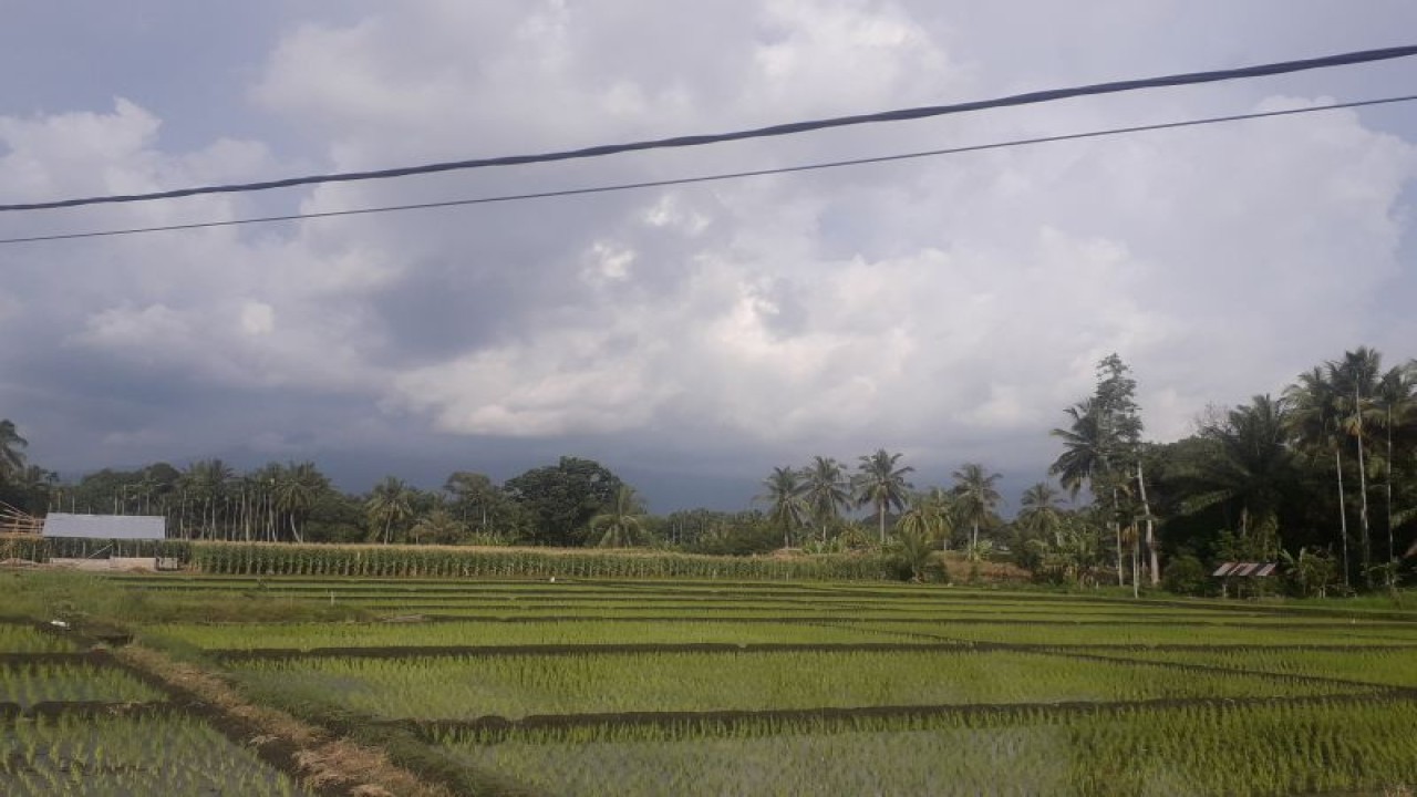 Salah satu lahan sawah di Kabupaten Pasaman Barat. Saat ini Dinas Tanaman Pangan dan Hortikultura melakukan berbagai upaya antisipasi gagal panen saat musim hujan. (Antara/HO-DTPH Pasaman Barat).