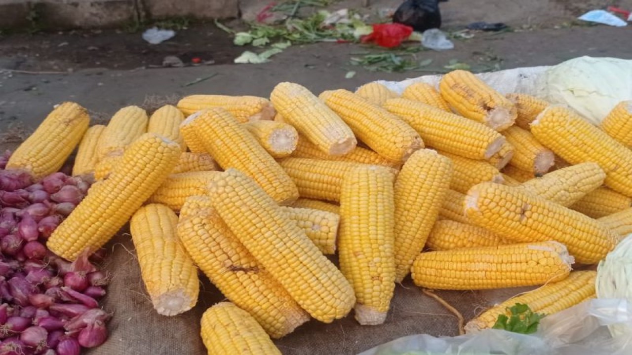 Komoditas jagung di Kabupaten Lebak, Banten di tengah El Nino banyak masyarakat dijadikan makanan pendamping beras untuk menghemat keuangan keluarga.ANTARA/Mansur