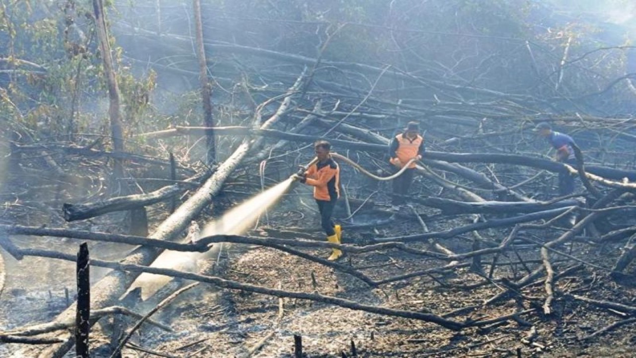 Tim gabungan dikomandoi Pusdalops BPBD PPU sedang memadamkan karhutla di di Penajam, Senin (31/7) (Antara/ HO Pusdalops BPBD Kabupaten PPU)