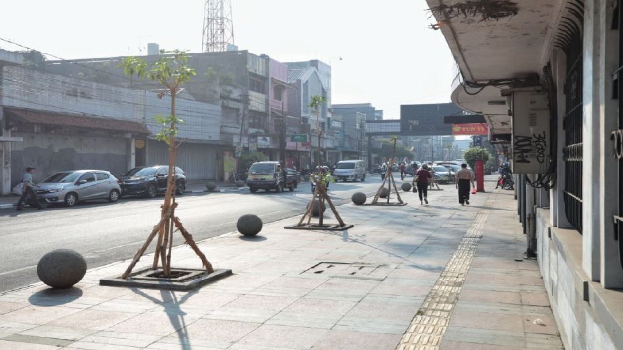 Pohon yang ditanam oleh Pemkot Bandung di Jalan Sudirman (Perempatan Jalan Gardu Jati hingga Jalan Jamika) sebagai langkah mitigasi perubahan iklim dan meneduhkan Kota Bandung, Bandung, Kamis (3/8/2023). (ANTARA/HO Pemkot Bandung)