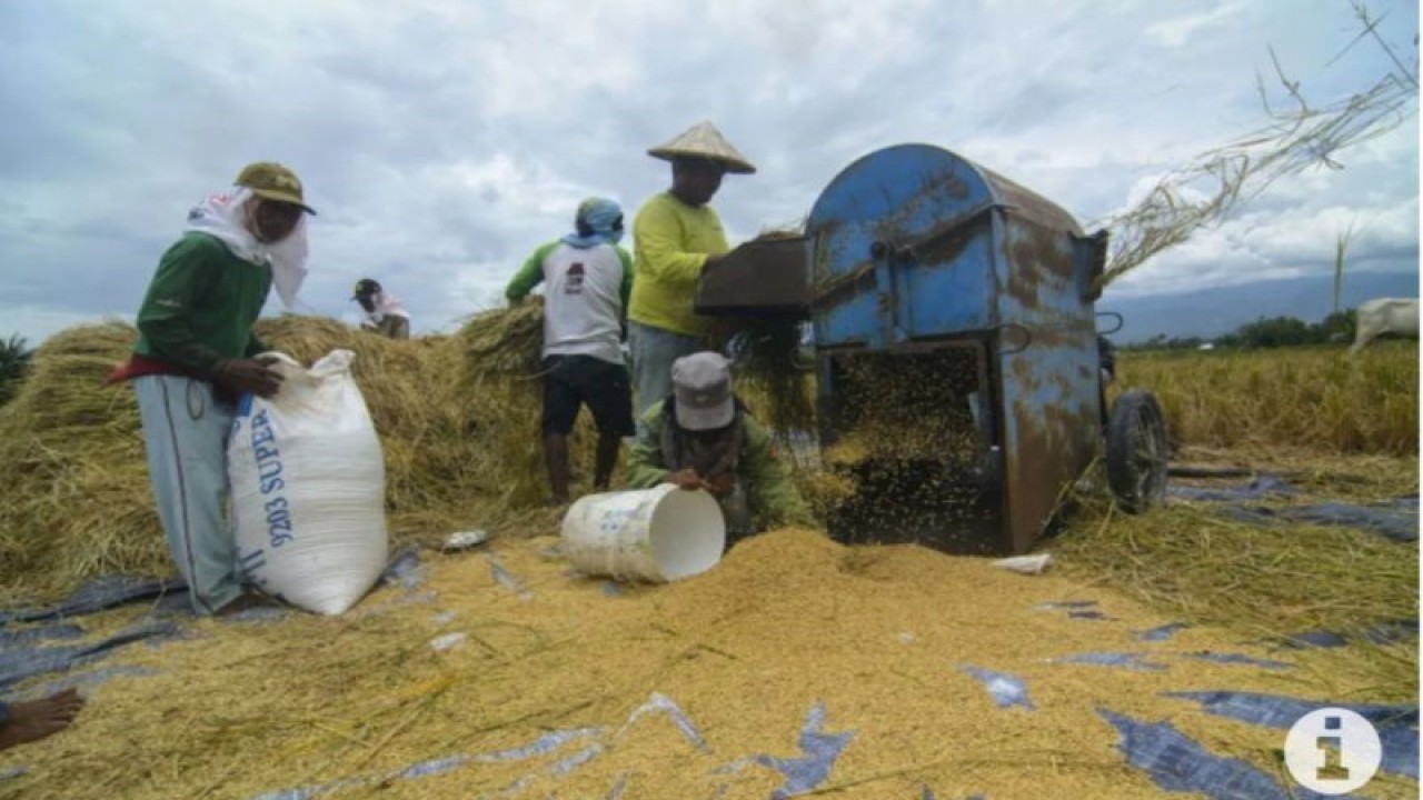 Sejumlah buruh tani merontokkan padi dengan mesin saat panen di Desa Binangga, Sigi, Sulawesi Tengah, Minggu (12/3/2023). (ANTARA FOTO/Basri Marzuki/rwa)