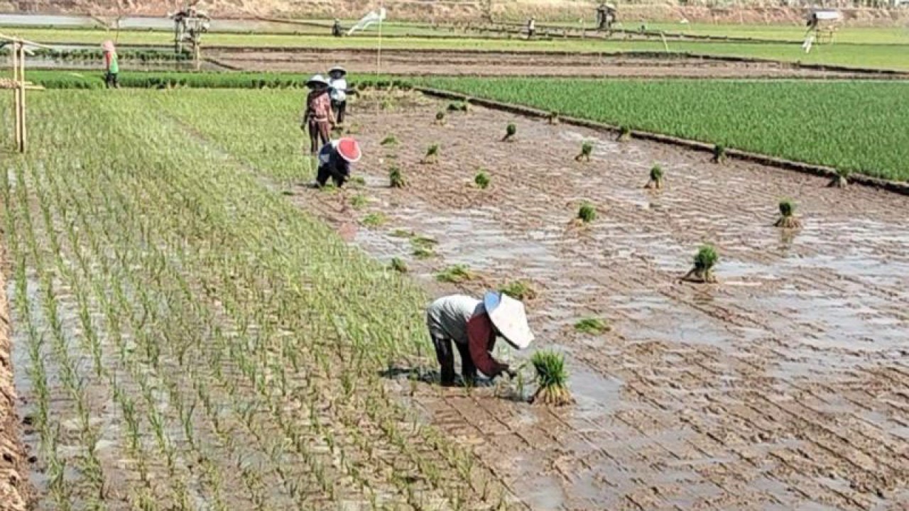 Petani sedang menanam padi saat memasuki musim kemarau. (ANTARA/Kutnadi)