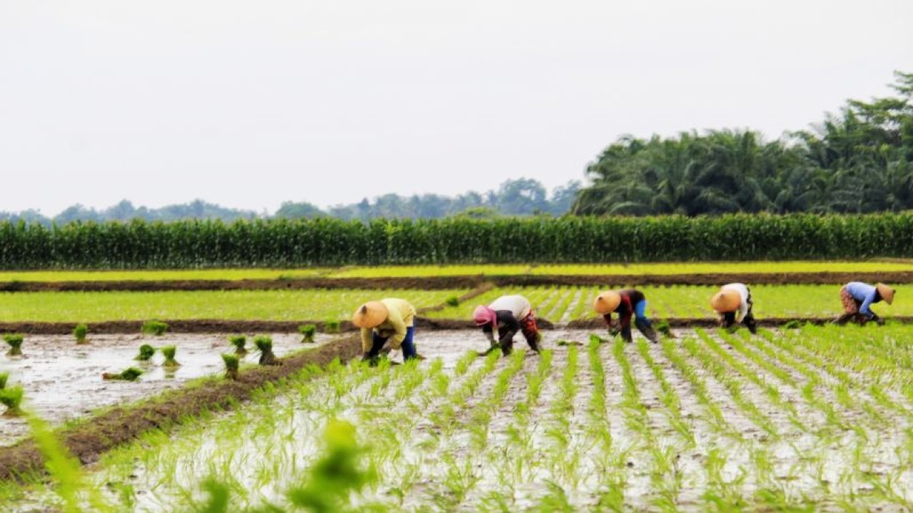 Arsip Foto - Petani menanam bibit padi di sawah di Kabupaten Lampung Timur, Provinsi Lampung, pada awal Januari 2023. (ANTARA/Ruth Intan Sozometa Kanafi)