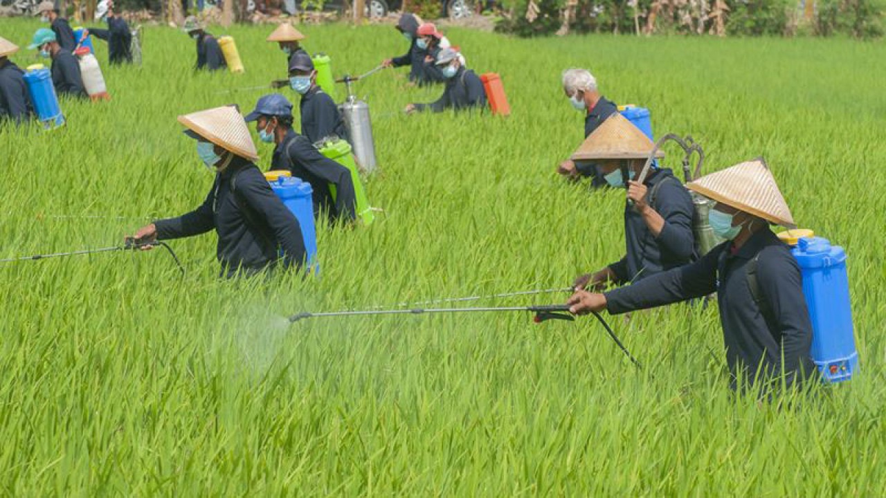 Ilustrasi: Petani menyemprotkan pestisida biologi saat gerakan pengamanan produksi padi di Karangdowo, Klaten, Jawa Tengah, Jumat (14/7/2023)Kegiatan penyemprotan pestisida ramah lingkungan itu mampu membasmi hama wereng sehingga dapat menjaga produksi padi dengan optimal. ANTARA FOTO/Aloysius Jarot Nugroho/Spt.