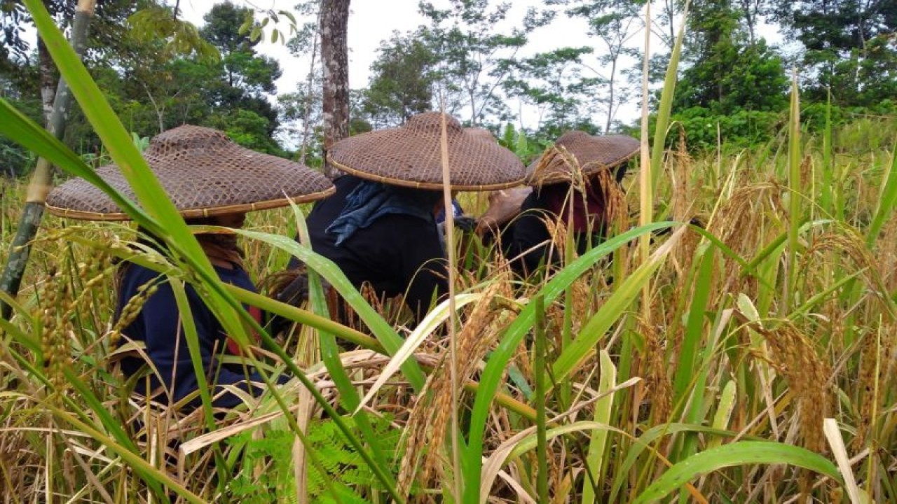 Tiga petani perempuan warga Badui tengah memanen padi huma di ladang pada April 2023 dengan menggunakan alat potong tradisional yakni etem, sehingga dapat memenuhi ketersediaan pangan keluarga. ANTARA/Mansur