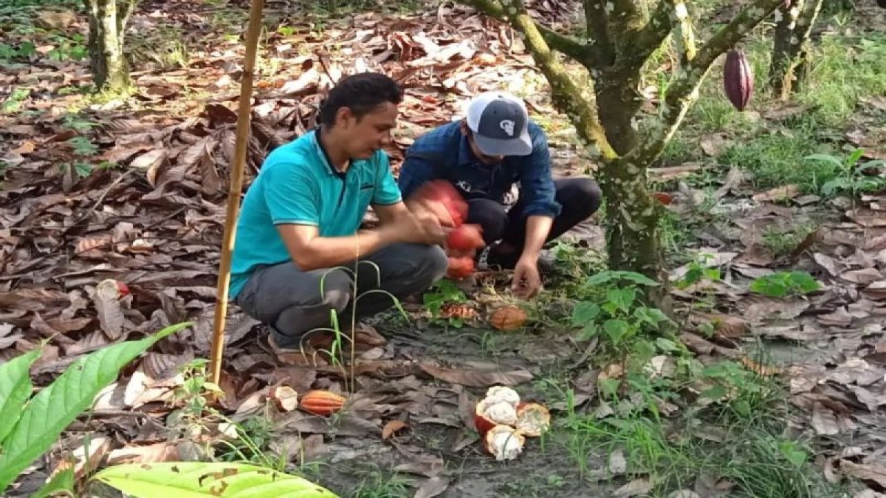 Petani kakao Lutim.ANTARA/HO-Suriani Mappong